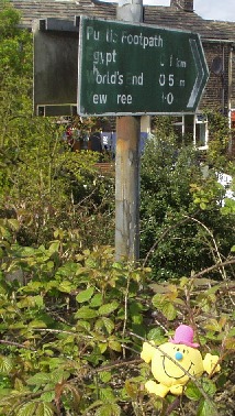 Mr M in a hedge